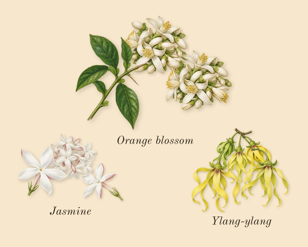 Gabrielle, heart: Jasmine, Ylang-ylang, Orange blossom