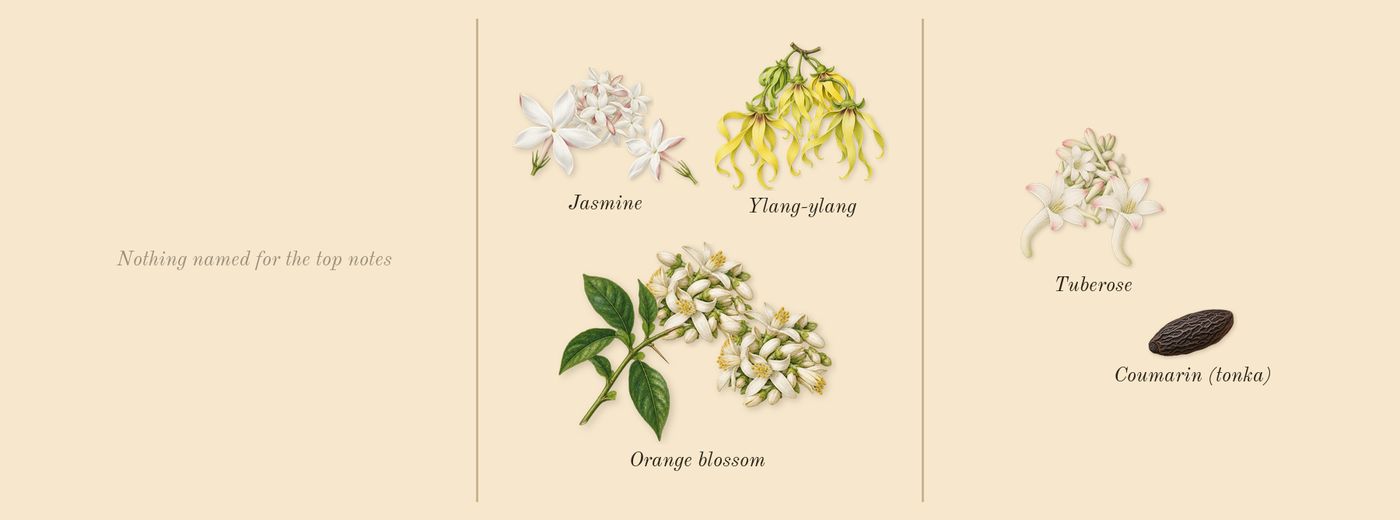 Gabrielle’s scent picture, a draft: jasmine, ylang-ylang, orange blossom, tuberose, coumarin (tonka) drawn so far; dashed outlines where nothing is drawn yet
