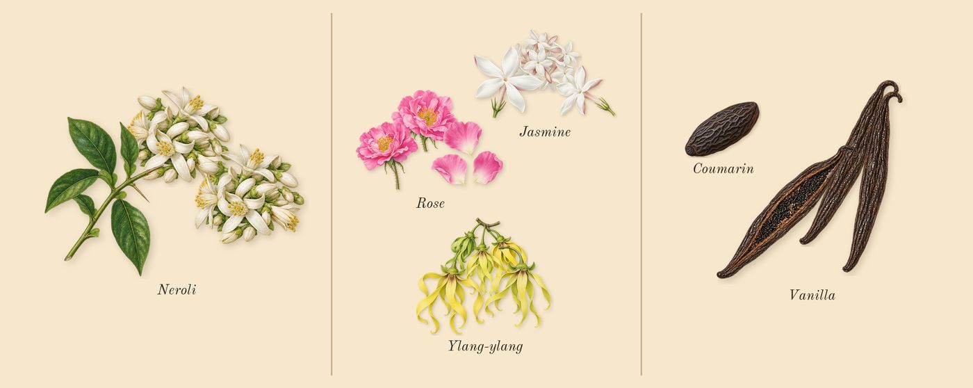 No. 5’s scent picture, a draft: rose, jasmine, vanilla, neroli, ylang-ylang, coumarin drawn so far; dashed outlines where nothing is drawn yet