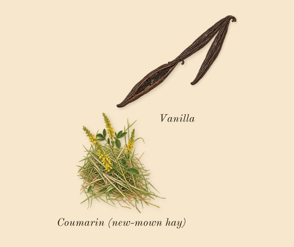 Atelier des Fleurs Vanilla Planifolia, dry-down: Vanilla, Coumarin (new-mown hay)