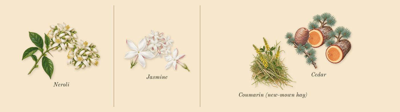 Love Story’s scent picture, a draft: neroli, jasmine, cedar, coumarin (new-mown hay) drawn so far; dashed outlines where nothing is drawn yet