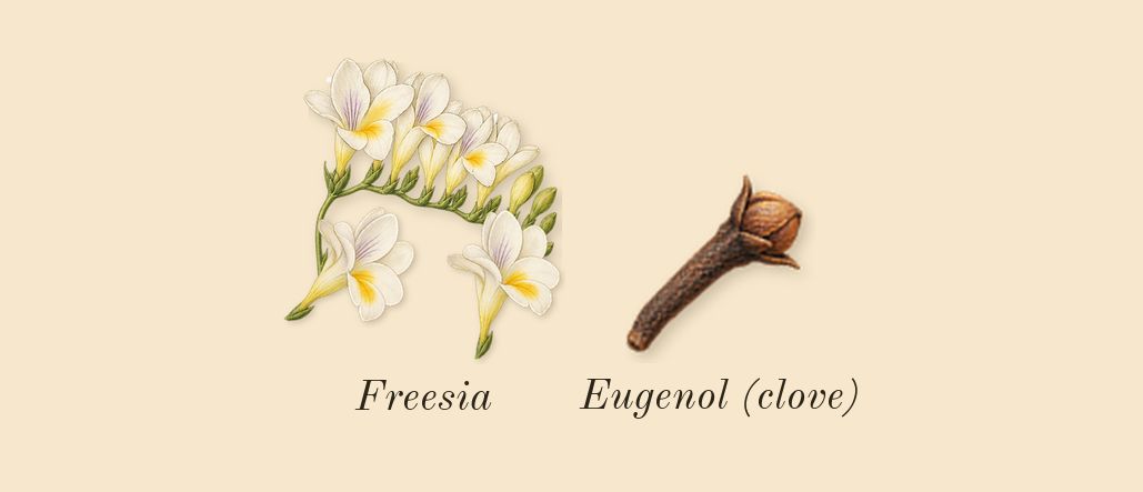 Nomade, heart: Freesia, Eugenol (clove)