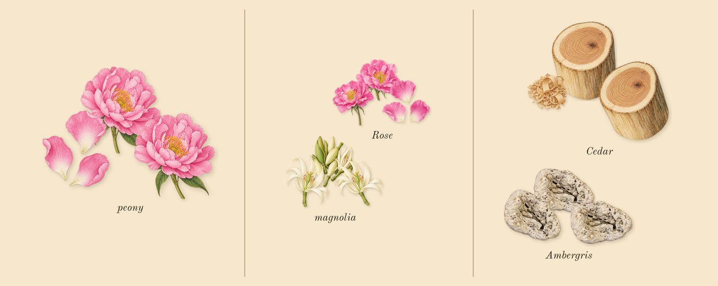 Chloé’s scent picture, a draft: peony, rose, magnolia, cedar, ambergris drawn so far; dashed outlines where nothing is drawn yet