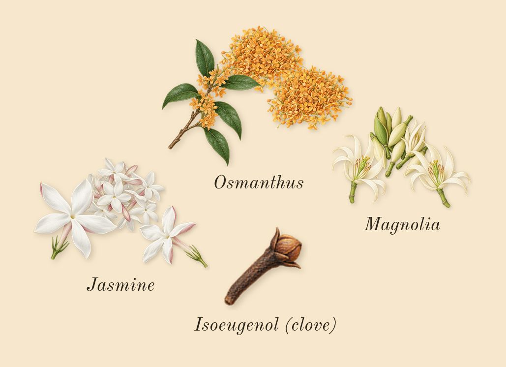 Wish, heart: Jasmine, Magnolia, Osmanthus, Isoeugenol (clove)