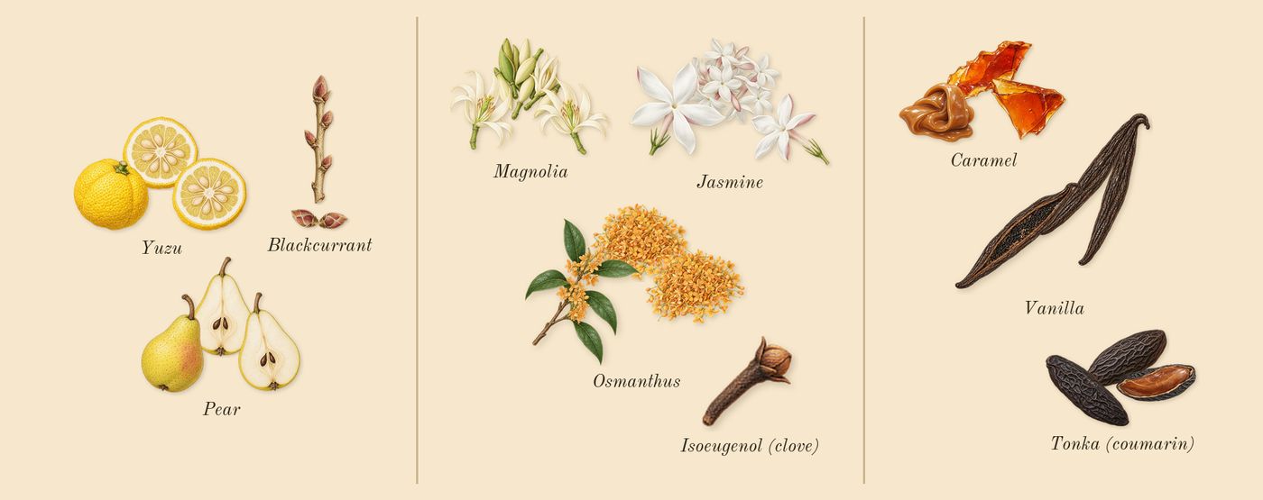 Wish’s scent picture, a draft: pear, blackcurrant, yuzu, jasmine, magnolia, osmanthus drawn so far; dashed outlines where nothing is drawn yet