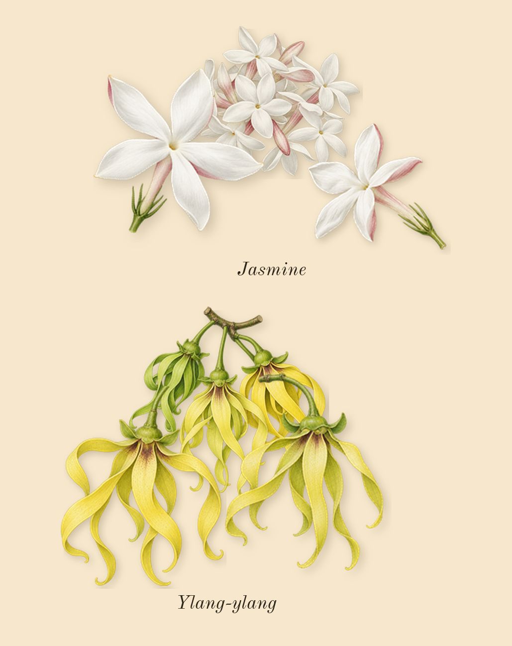 Aromatics Elixir, heart: Jasmine, Ylang-ylang