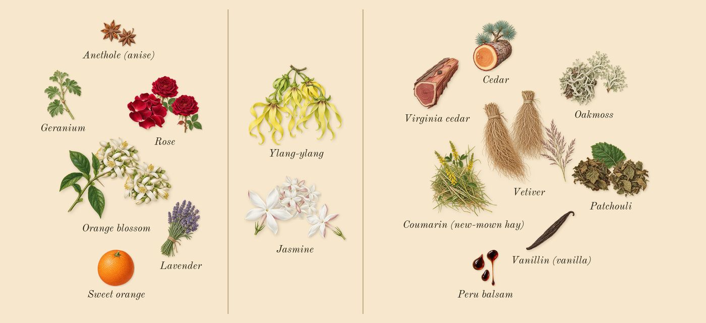 Aromatics Elixir’s scent picture, a draft: rose, orange blossom, jasmine, ylang-ylang, patchouli, oakmoss drawn so far; dashed outlines where nothing is drawn yet