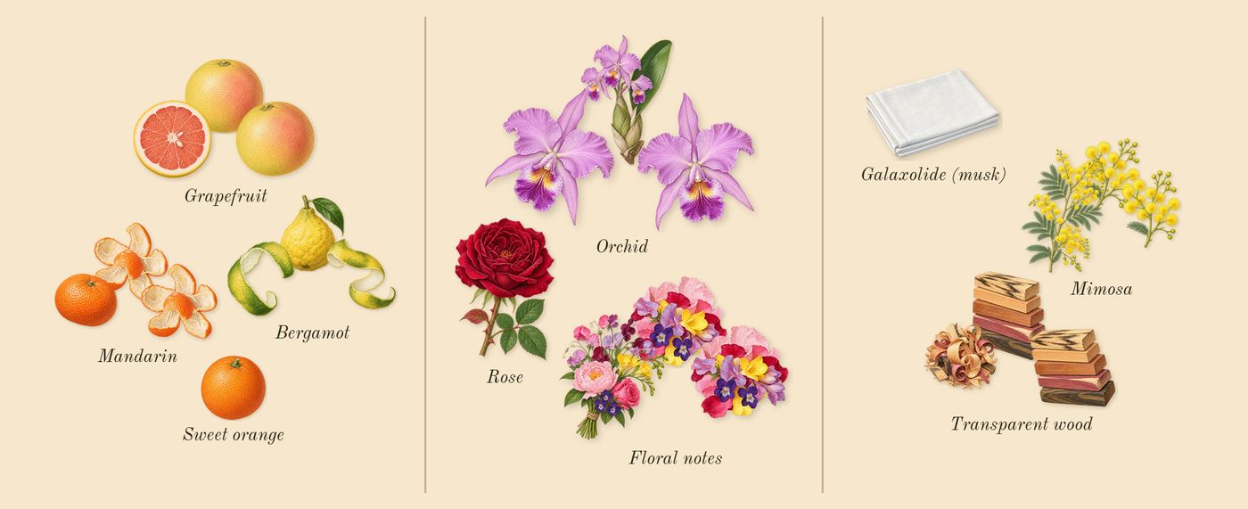 Happy’s scent picture, a draft: grapefruit, mandarin, bergamot, floral notes, orchid, mimosa drawn so far; dashed outlines where nothing is drawn yet