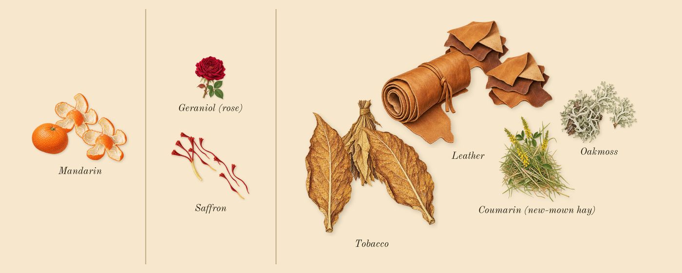 C Woody Leather’s scent picture, a draft: mandarin, saffron, tobacco, leather, oakmoss, coumarin (new-mown hay) drawn so far; dashed outlines where nothing is drawn yet