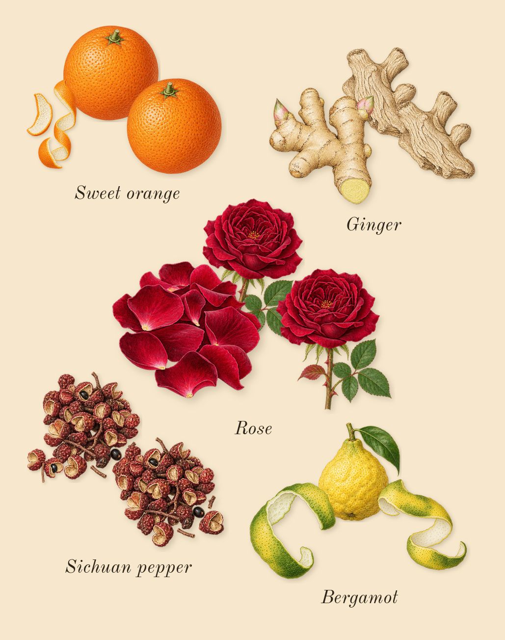 E Cashmere Musk, top notes: Rose, Sweet orange, Bergamot, Ginger, Sichuan pepper