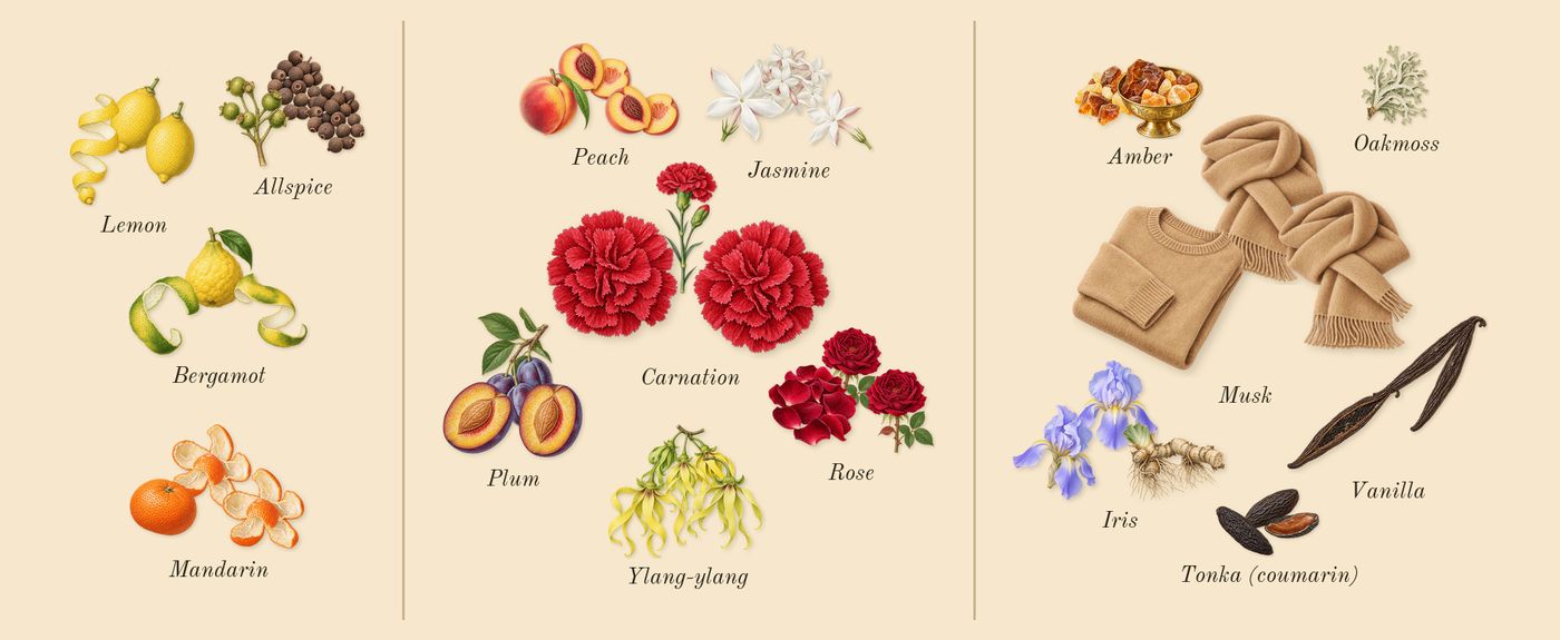 No1 Feminine’s scent picture, a draft: allspice, ylang-ylang, vanilla, plum, peach, lemon drawn so far; dashed outlines where nothing is drawn yet