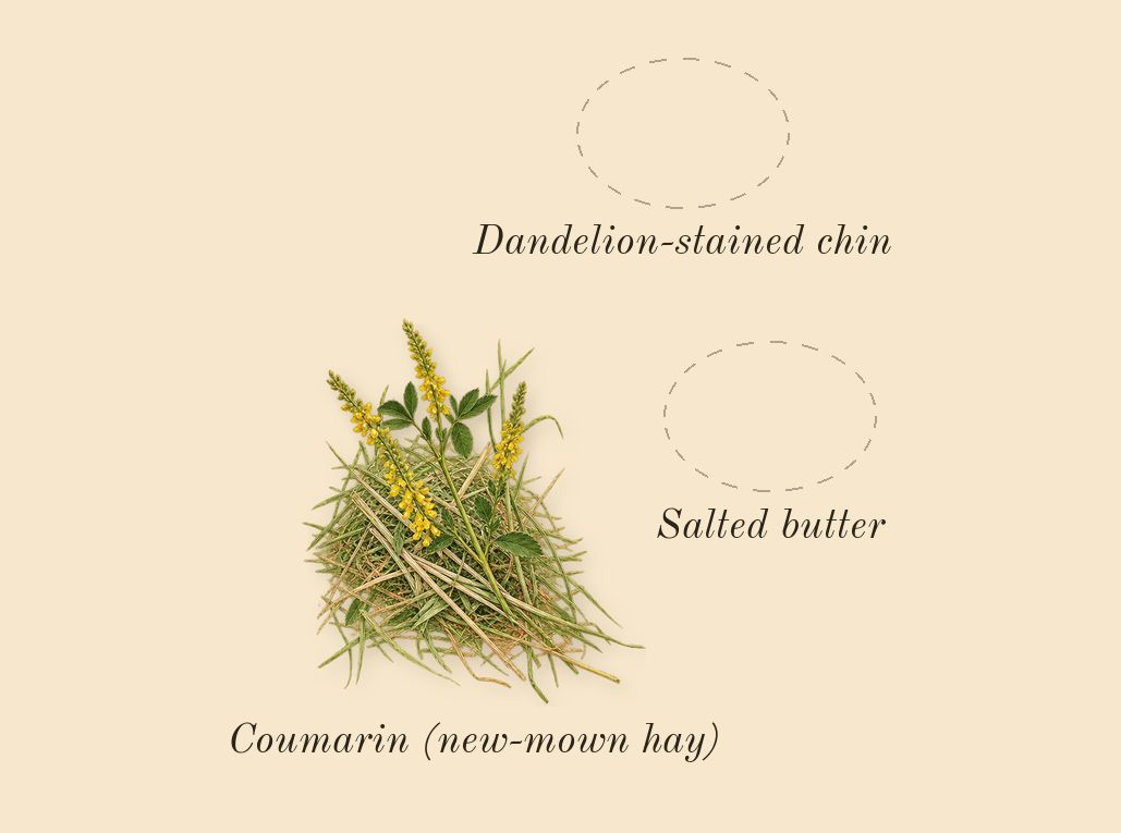 Dandelion Butter, dry-down: Salted butter, Dandelion-stained chin, Coumarin (new-mown hay)
