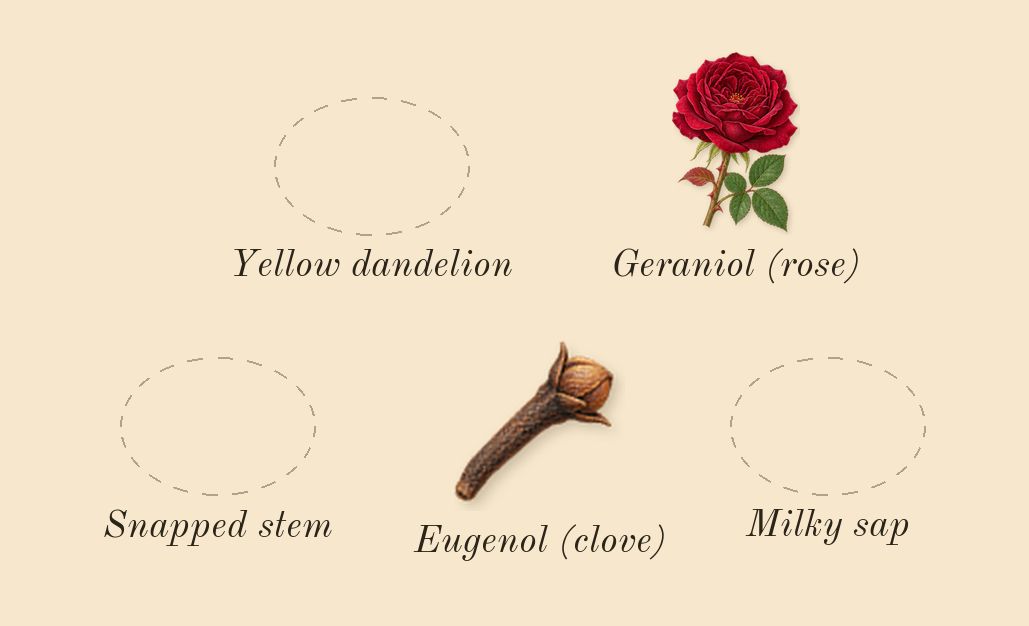 Dandelion Butter, heart: Yellow dandelion, Snapped stem, Milky sap, Geraniol (rose), Eugenol (clove)