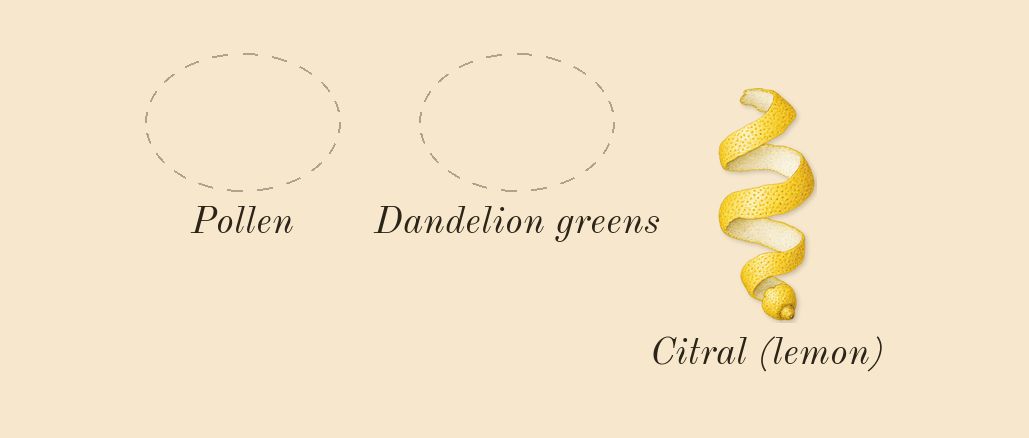 Dandelion Butter, top notes: Pollen, Dandelion greens, Citral (lemon)