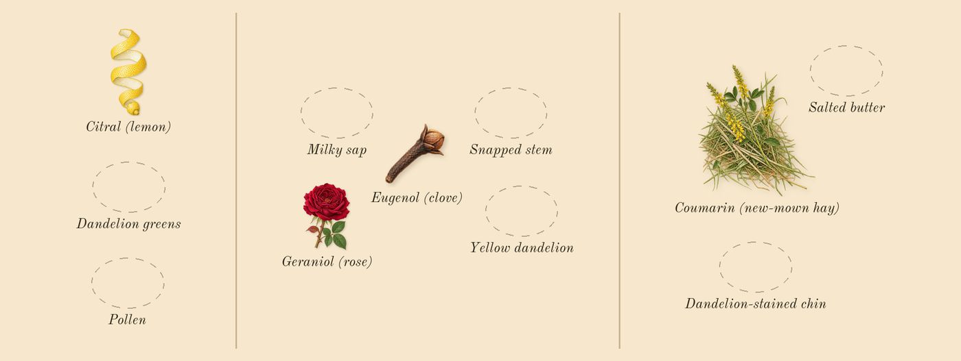Dandelion Butter’s scent picture, a draft: coumarin (new-mown hay), citral (lemon), geraniol (rose), eugenol (clove) drawn so far; dashed outlines where nothing is drawn yet