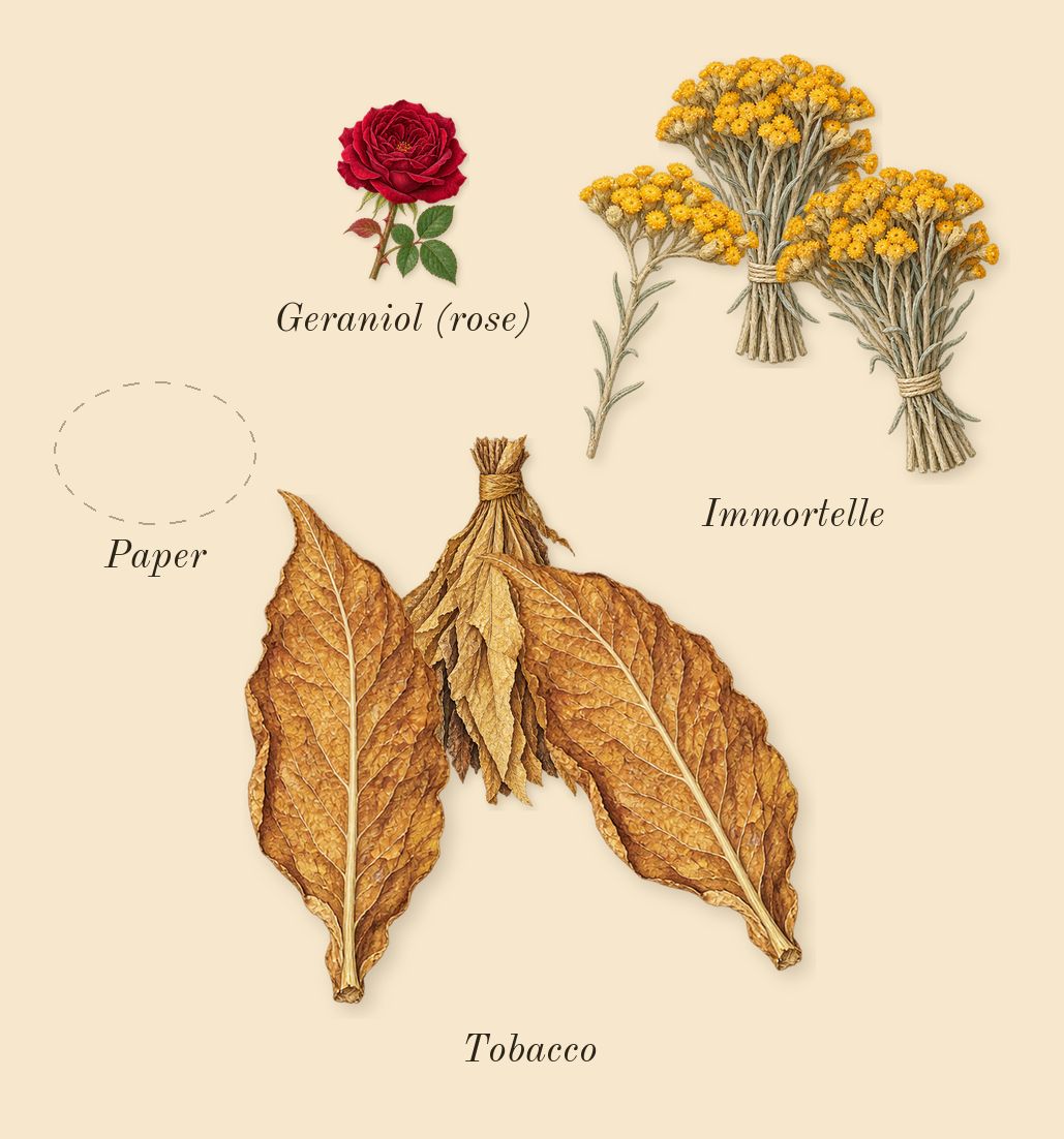 Warm Bulb, heart: Immortelle, Paper, Tobacco, Geraniol (rose)