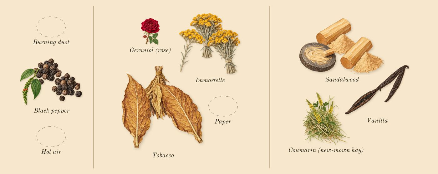 Warm Bulb’s scent picture, a draft: black pepper, immortelle, tobacco, sandalwood, vanilla, coumarin (new-mown hay) drawn so far; dashed outlines where nothing is drawn yet