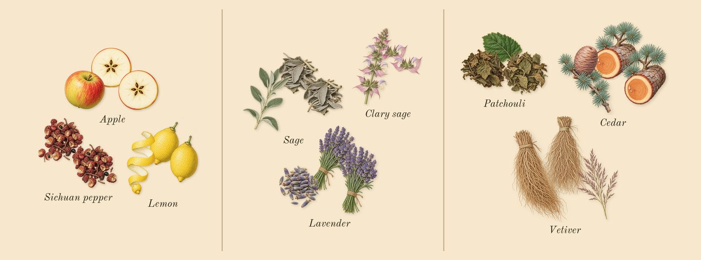 Open Road’s scent picture, a draft: apple, lemon, sichuan pepper, lavender, sage, vetiver drawn so far; dashed outlines where nothing is drawn yet