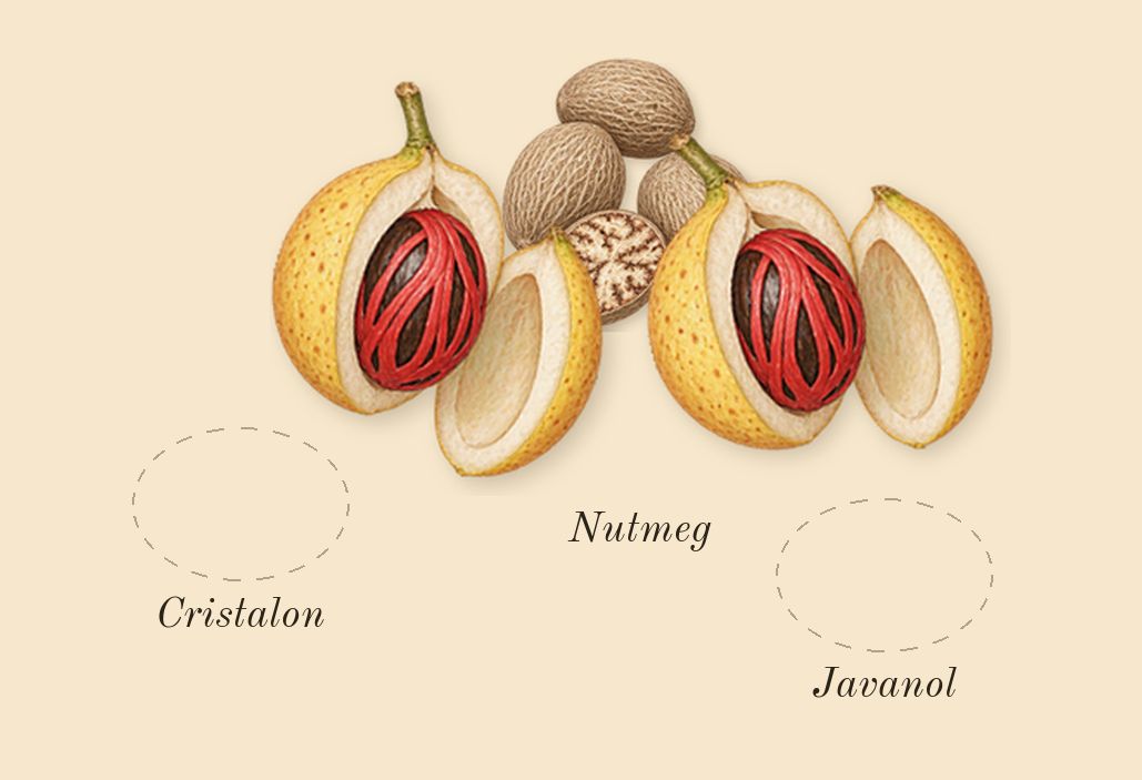 Wonderwood, heart: Nutmeg, Cristalon, Javanol