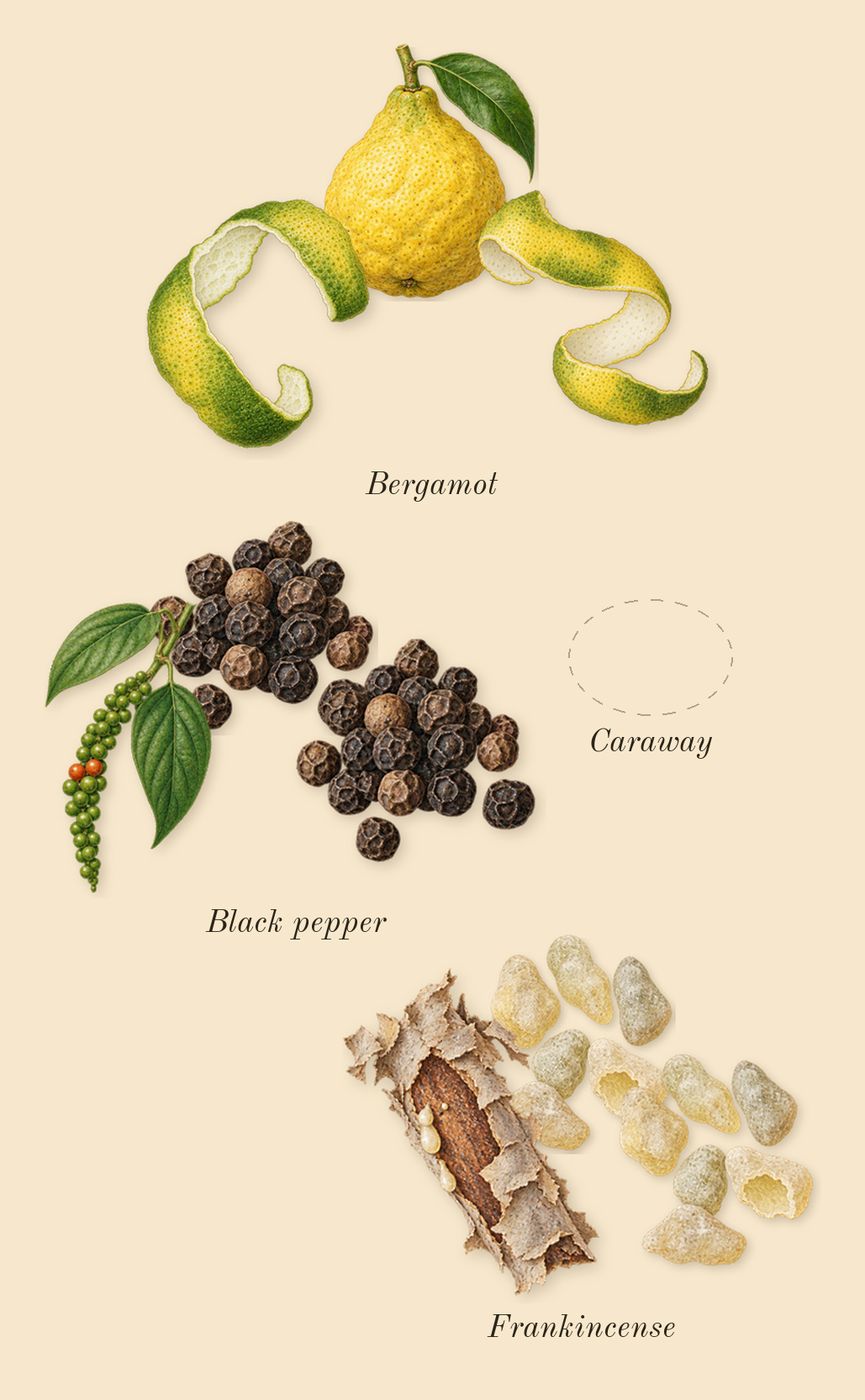 Wonderwood, top notes: Black pepper, Bergamot, Frankincense, Caraway