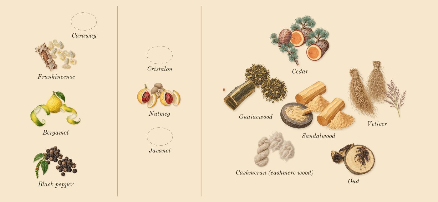 Wonderwood’s scent picture, a draft: black pepper, bergamot, frankincense, nutmeg, cashmeran (cashmere wood), guaiacwood drawn so far; dashed outlines where nothing is drawn yet
