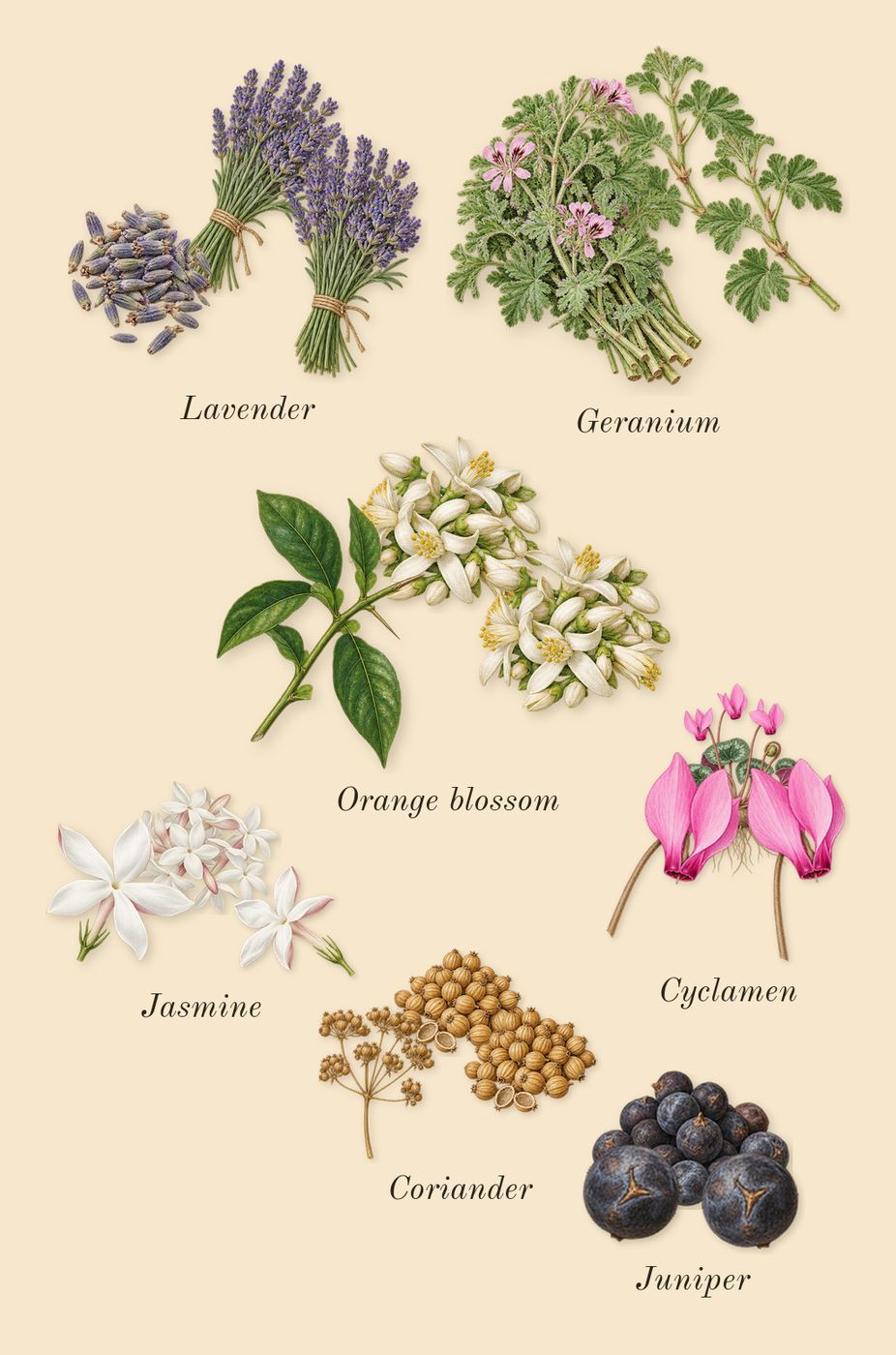 Aspen Cologne, heart: Orange blossom, Juniper, Lavender, Jasmine, Cyclamen, Geranium, Coriander