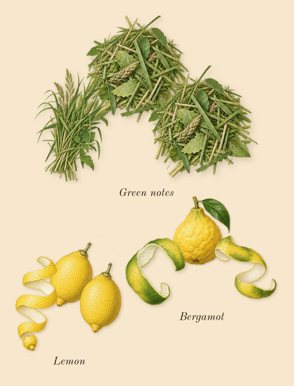 Aspen Cologne, top notes: Green notes, Bergamot, Lemon