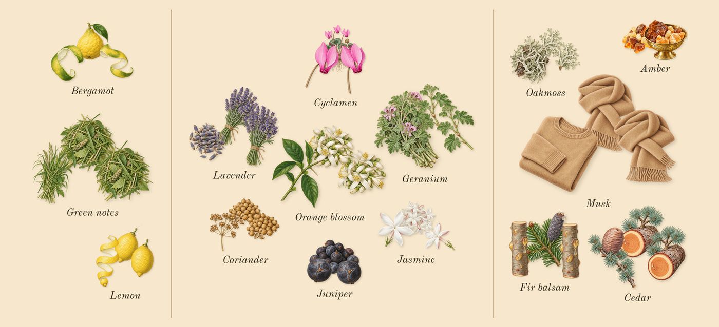 Aspen Cologne’s scent picture, a draft: green notes, bergamot, lemon, orange blossom, juniper, lavender drawn so far; dashed outlines where nothing is drawn yet