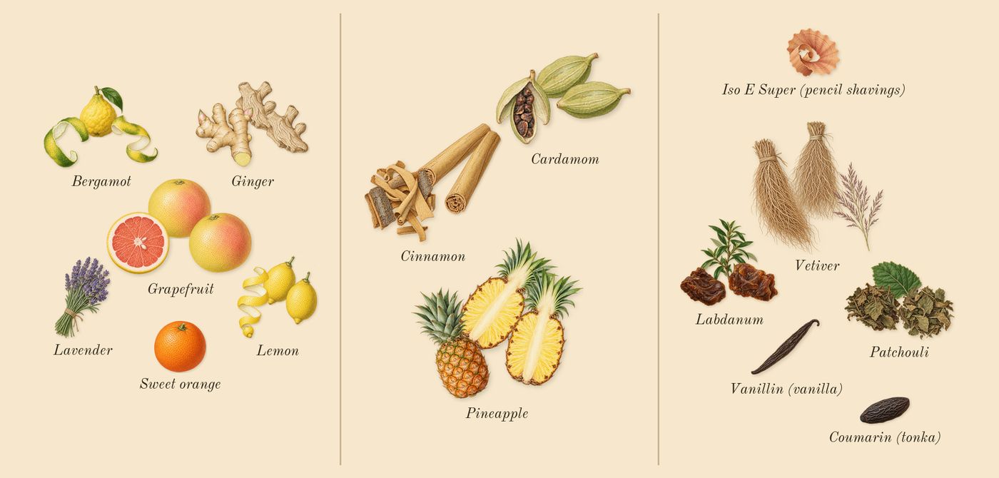 Absolu Aventus’s scent picture, a draft: bergamot, ginger, grapefruit, cardamom, cinnamon, pineapple drawn so far; dashed outlines where nothing is drawn yet