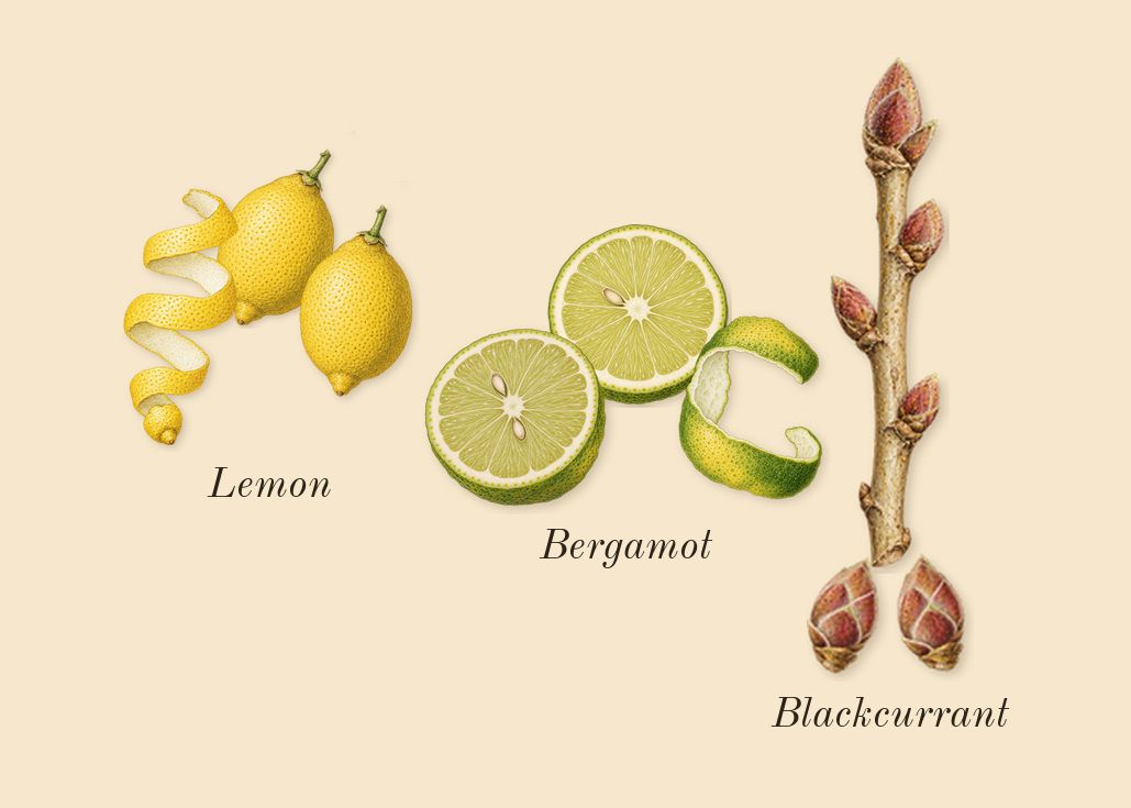Aventus, top notes: Bergamot, Lemon, Blackcurrant