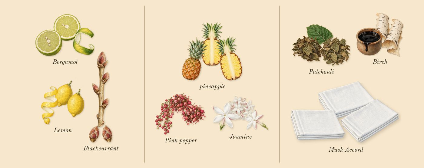 Aventus’s scent picture, a draft: bergamot, lemon, blackcurrant, pineapple, pink pepper, jasmine drawn so far; dashed outlines where nothing is drawn yet