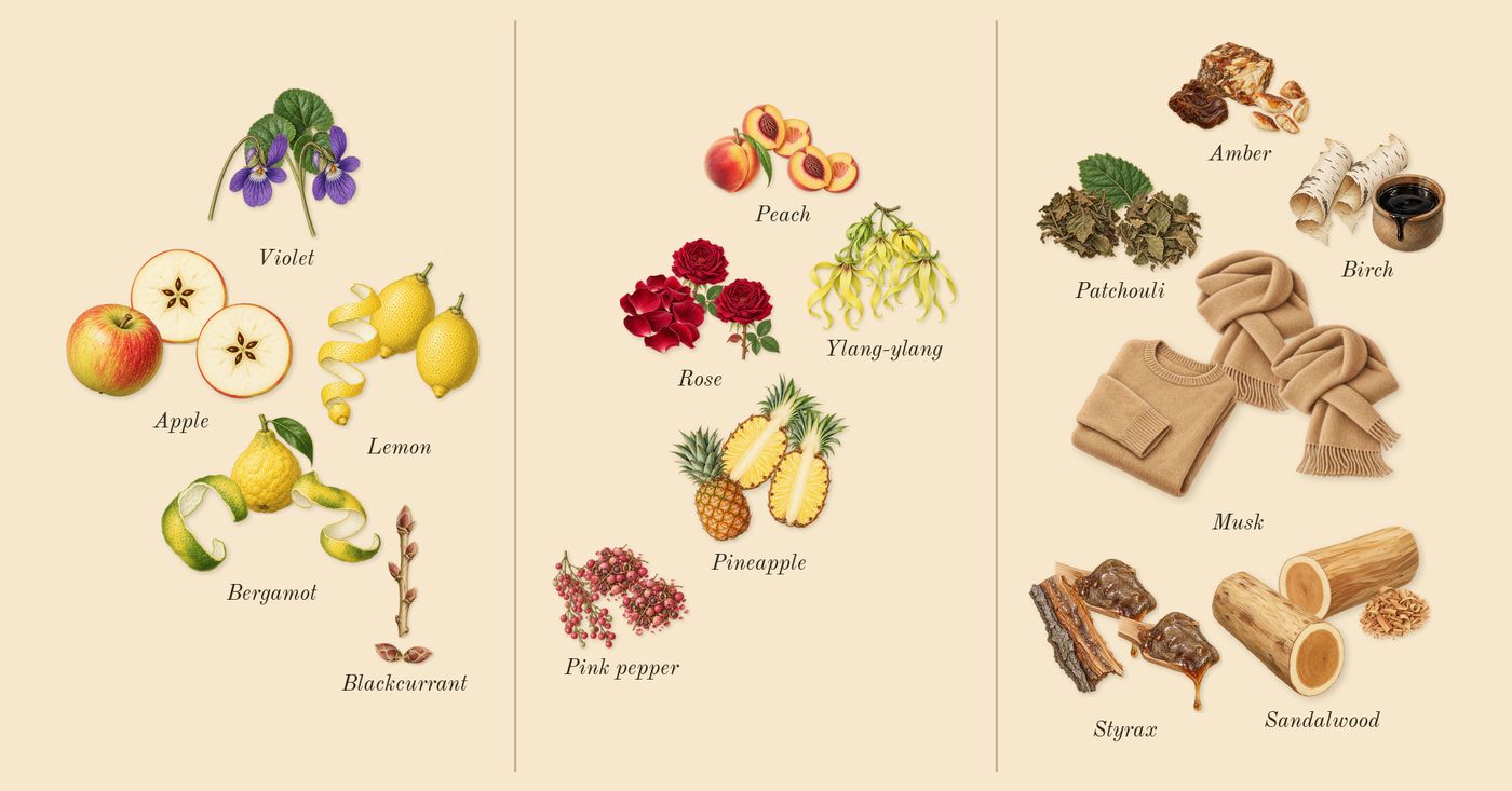 Aventus for Her’s scent picture, a draft: lemon, bergamot, apple, rose, pink pepper, pineapple drawn so far; dashed outlines where nothing is drawn yet