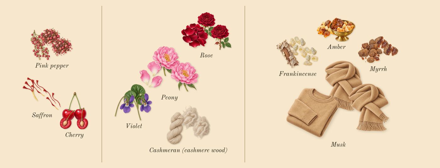 Carmina’s scent picture, a draft: cherry, saffron, pink pepper, rose, violet, cashmeran (cashmere wood) drawn so far; dashed outlines where nothing is drawn yet