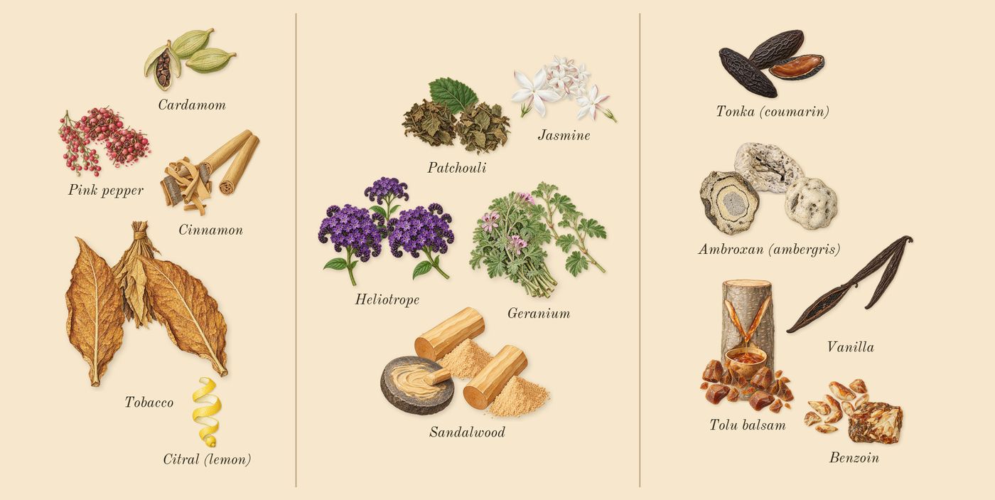 Centaurus’s scent picture, a draft: cardamom, cinnamon, tobacco, pink pepper, geranium, sandalwood drawn so far; dashed outlines where nothing is drawn yet