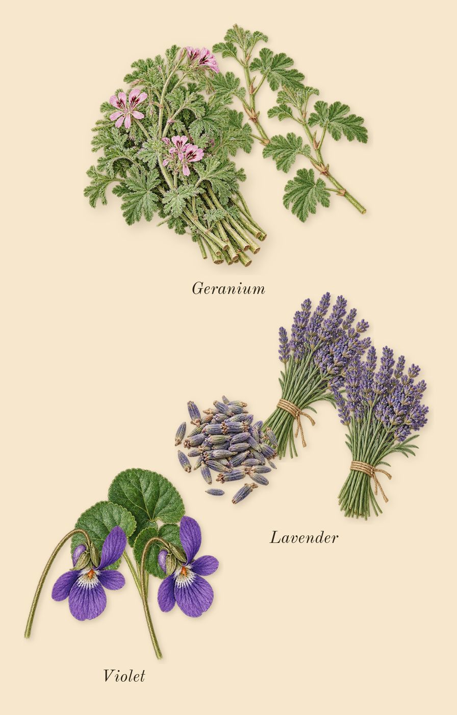 Green Irish Tweed, heart: Geranium, Lavender, Violet