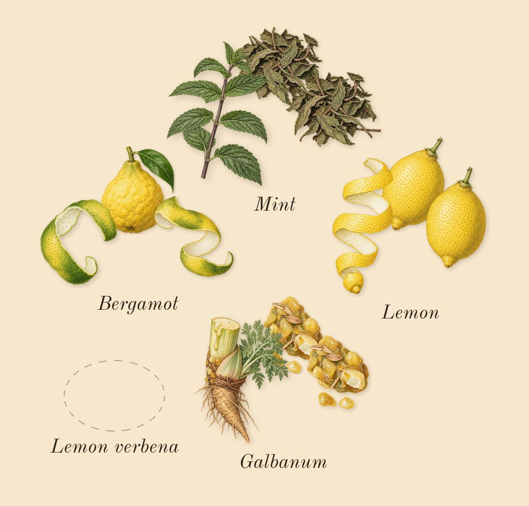 Green Irish Tweed, top notes: Mint, Lemon verbena, Lemon, Bergamot, Galbanum