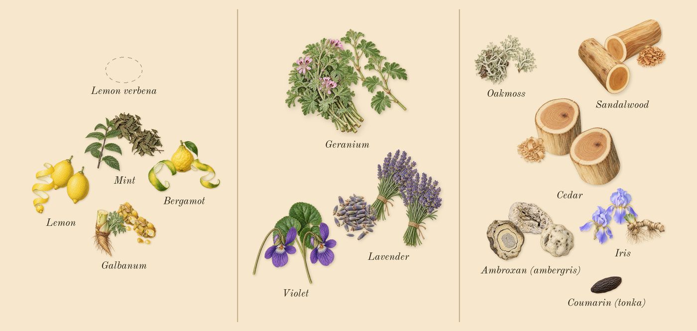 Green Irish Tweed’s scent picture, a draft: mint, lemon, bergamot, galbanum, geranium, lavender drawn so far; dashed outlines where nothing is drawn yet