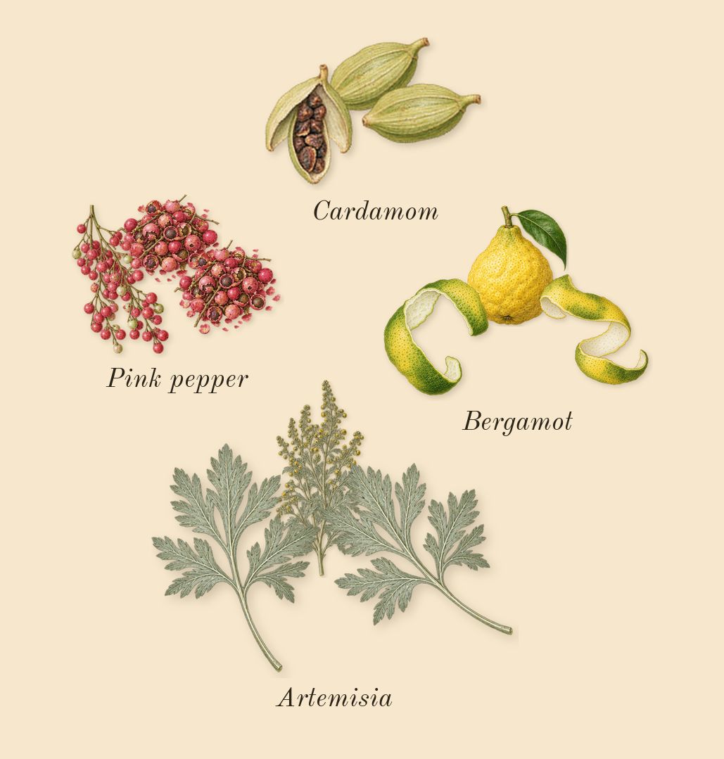 Iris Debonair, top notes: Bergamot, Artemisia, Pink pepper, Cardamom