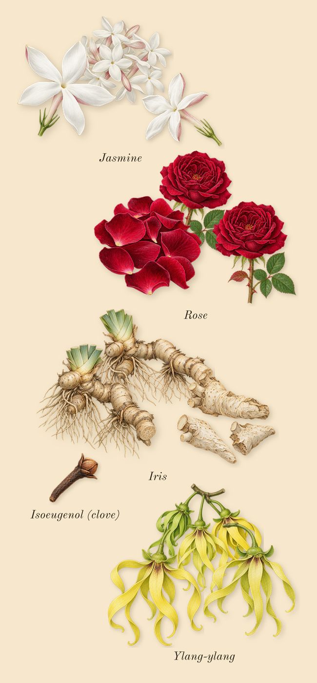 Millésime 1849, heart: Jasmine, Ylang-ylang, Iris, Rose, Isoeugenol (clove)