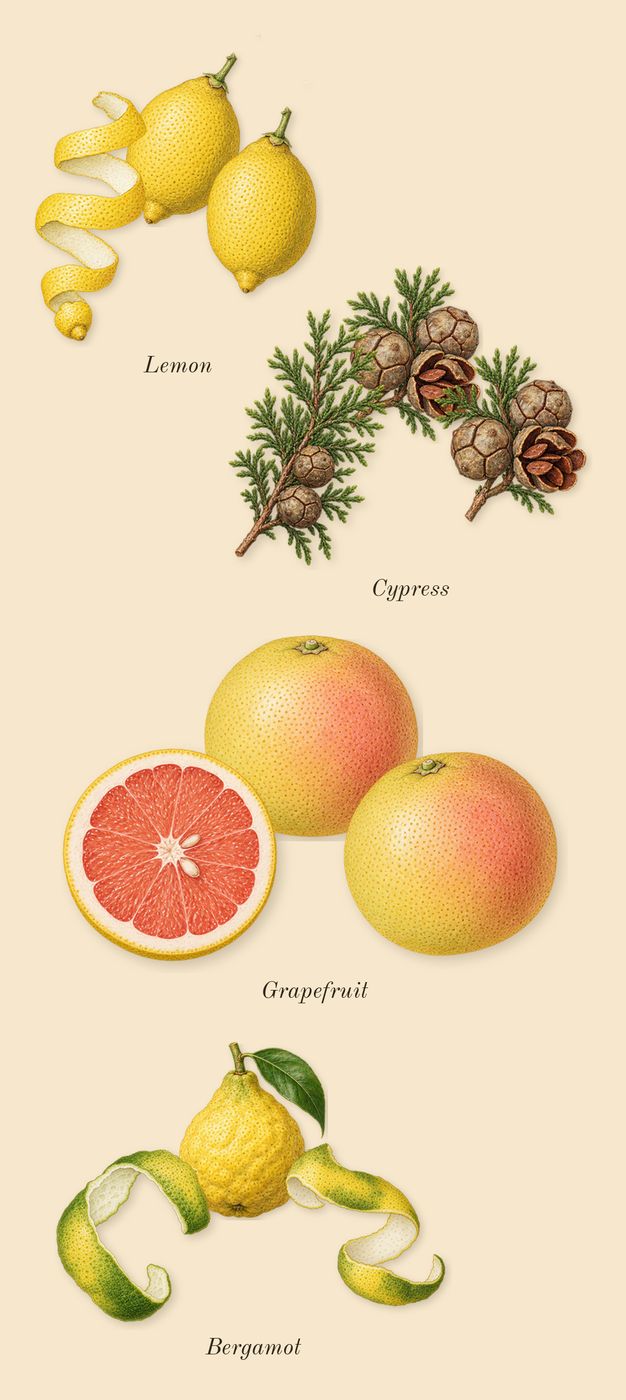 Millésime 1849, top notes: Bergamot, Lemon, Grapefruit, Cypress
