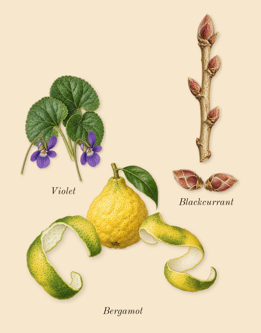 Millésime Impérial, top notes: Bergamot, Blackcurrant, Violet