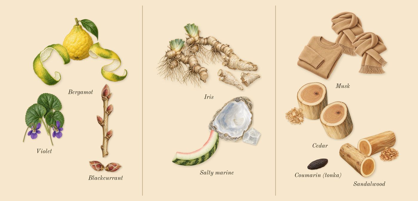 Millésime Impérial’s scent picture, a draft: bergamot, blackcurrant, violet, iris, salty marine, cedar drawn so far; dashed outlines where nothing is drawn yet