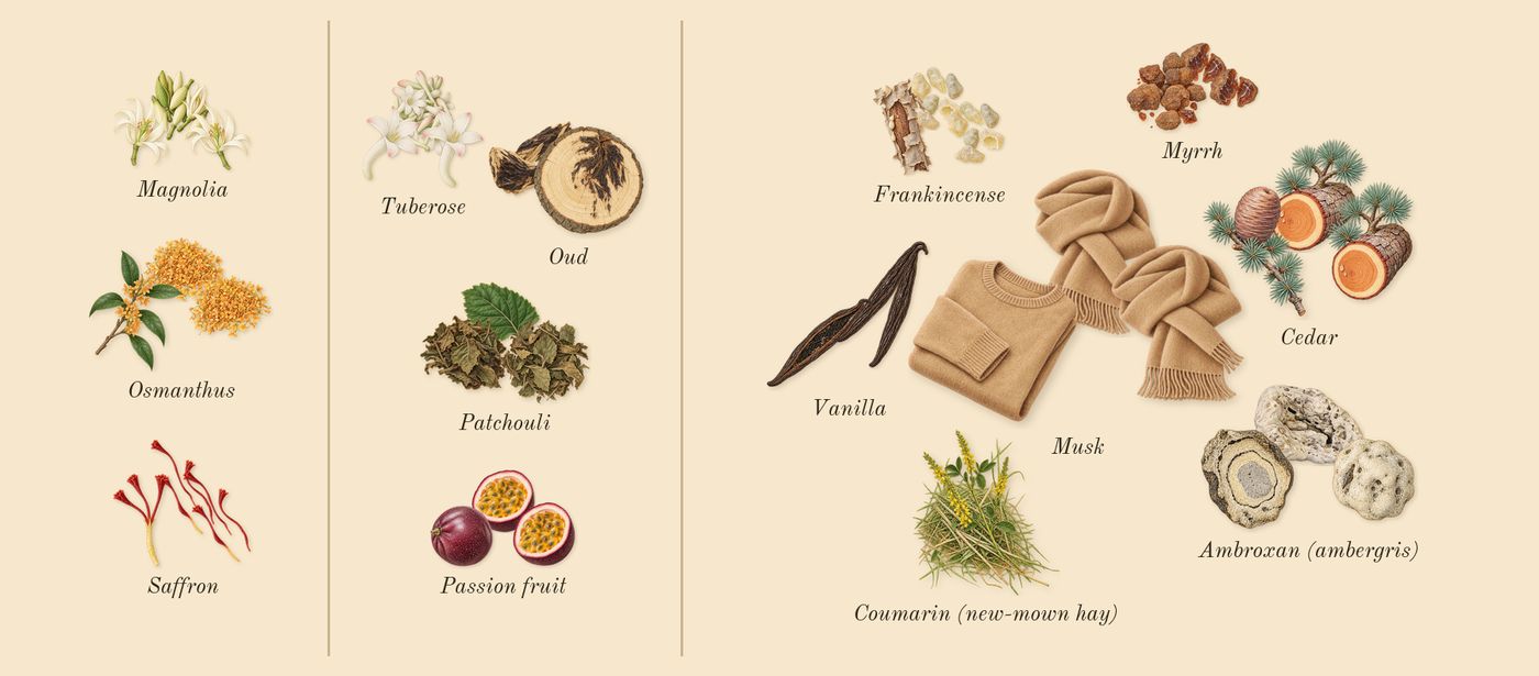 Queen of Silk’s scent picture, a draft: osmanthus, magnolia, saffron, tuberose, passion fruit, oud drawn so far; dashed outlines where nothing is drawn yet