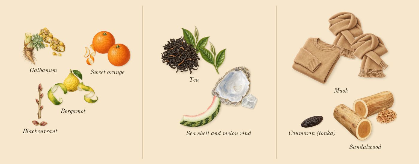 Silver Mountain Water’s scent picture, a draft: bergamot, blackcurrant, galbanum, sweet orange, tea, sea shell and melon rind drawn so far; dashed outlines where nothing is drawn yet