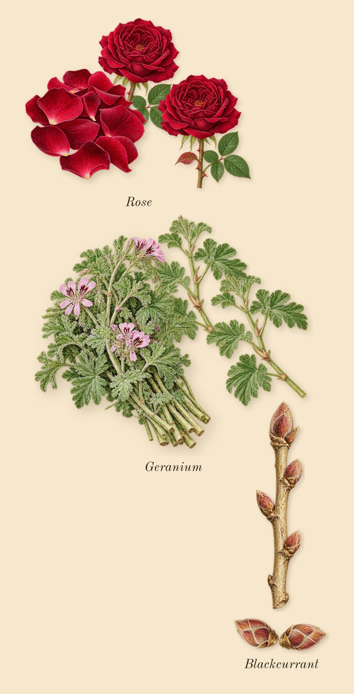 Wild Vetiver, heart: Rose, Geranium, Blackcurrant
