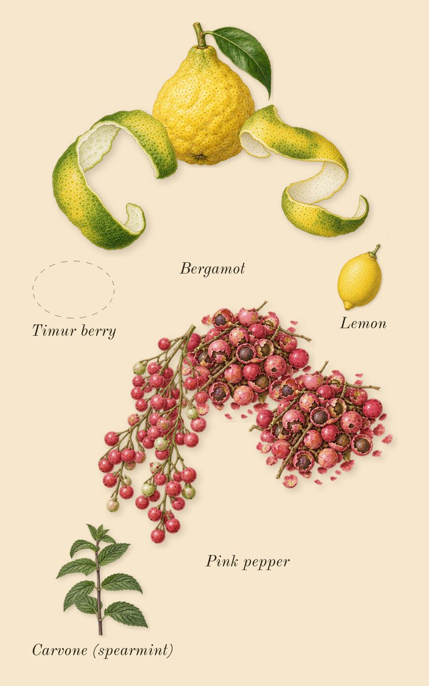 Wild Vetiver, top notes: Timur berry, Bergamot, Pink pepper, Lemon, Carvone (spearmint)
