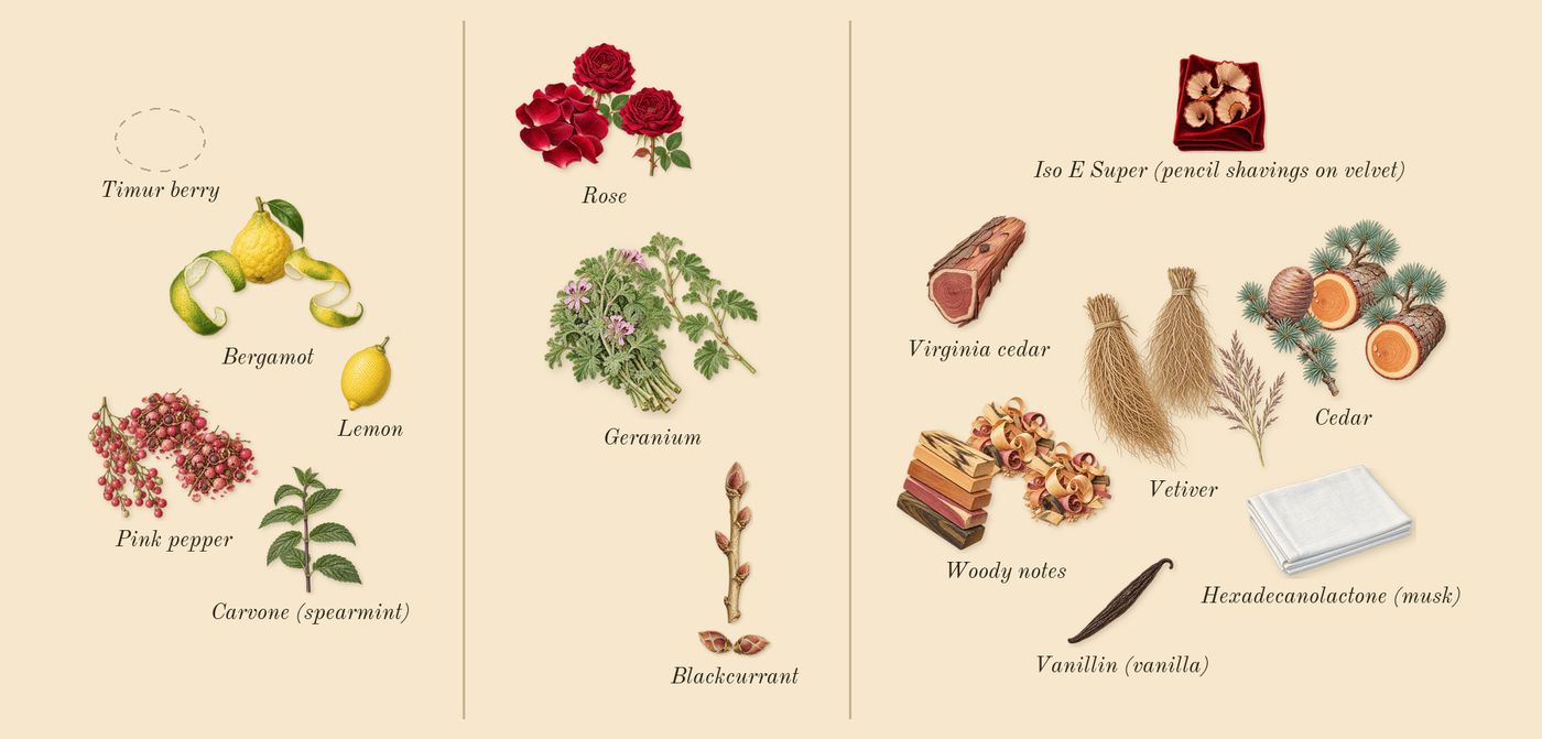 Wild Vetiver’s scent picture, a draft: bergamot, pink pepper, rose, geranium, blackcurrant, vetiver drawn so far; dashed outlines where nothing is drawn yet