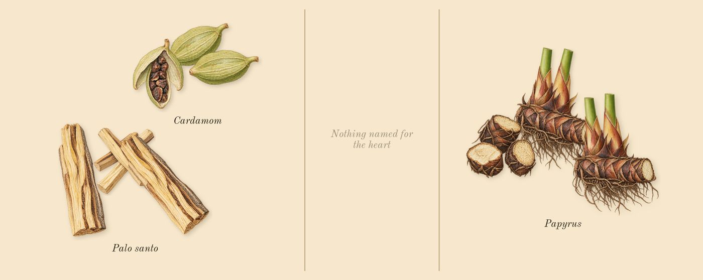 Palo Santo’s scent picture, a draft: cardamom, papyrus, palo santo drawn so far; dashed outlines where nothing is drawn yet