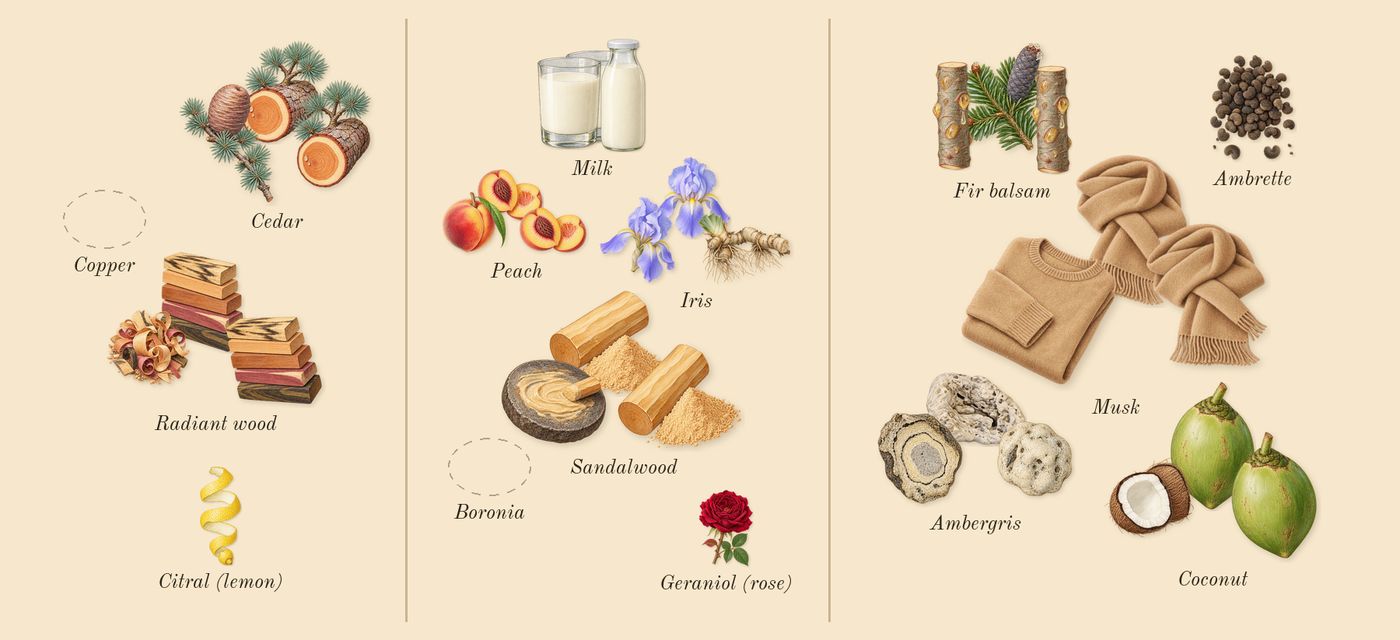Radio Bombay’s scent picture, a draft: radiant wood, cedar, sandalwood, iris, fir balsam, coconut drawn so far; dashed outlines where nothing is drawn yet