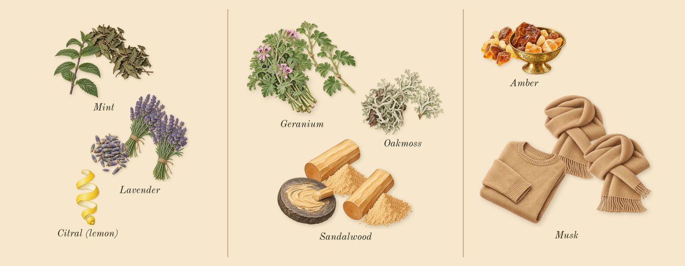 Cool Water’s scent picture, a draft: mint, lavender, oakmoss, geranium, sandalwood, amber drawn so far; dashed outlines where nothing is drawn yet
